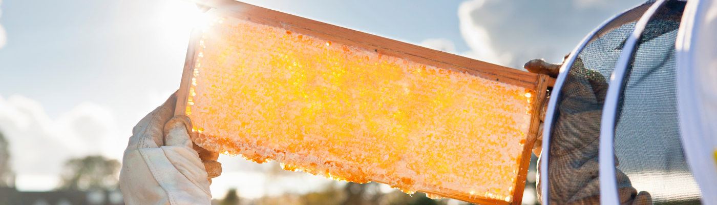 A beekeeper holding up a honeycomb.