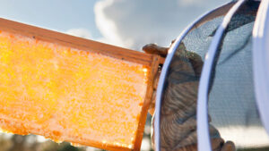 A beekeeper holding up a honeycomb.