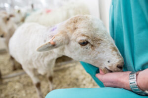 Sheep