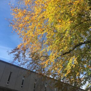 Autumn-tree