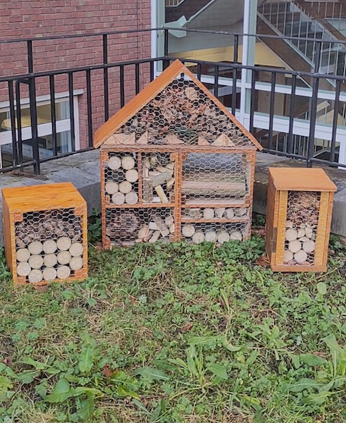 Check in and stay a while: introducing our bug hotel haven
