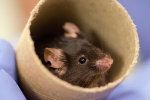 mouse