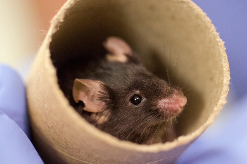 Whitworth debate on animal research video