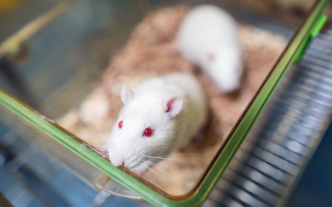 University awarded ‘Leader in Openness’ status in animal research