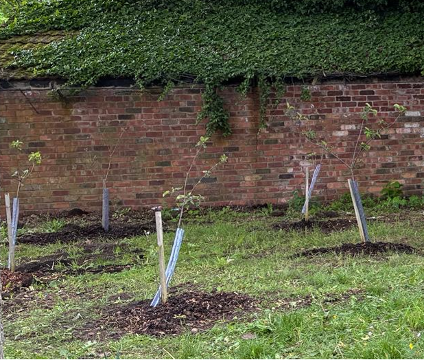 RooTable apple tree project